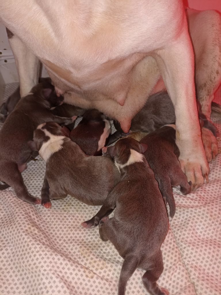 chiot Staffordshire Bull Terrier Dans Ma Bull