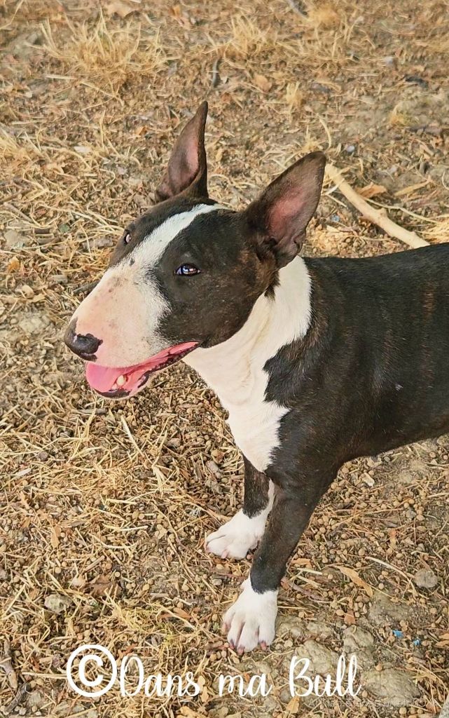 Ultimatum Dans Ma Bull