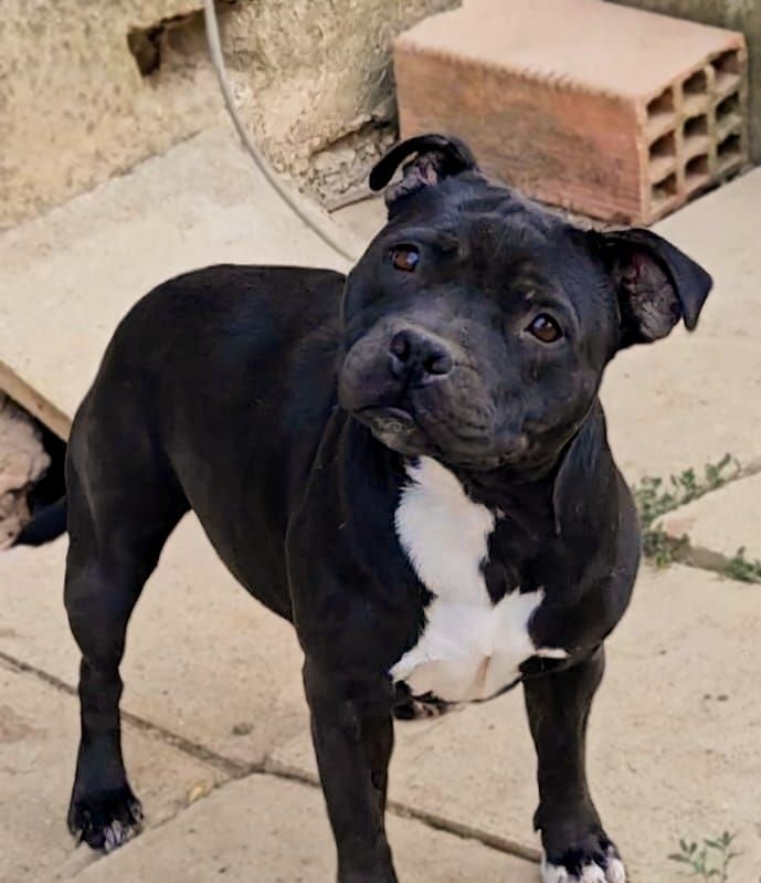 Uchronie Dans Ma Bull