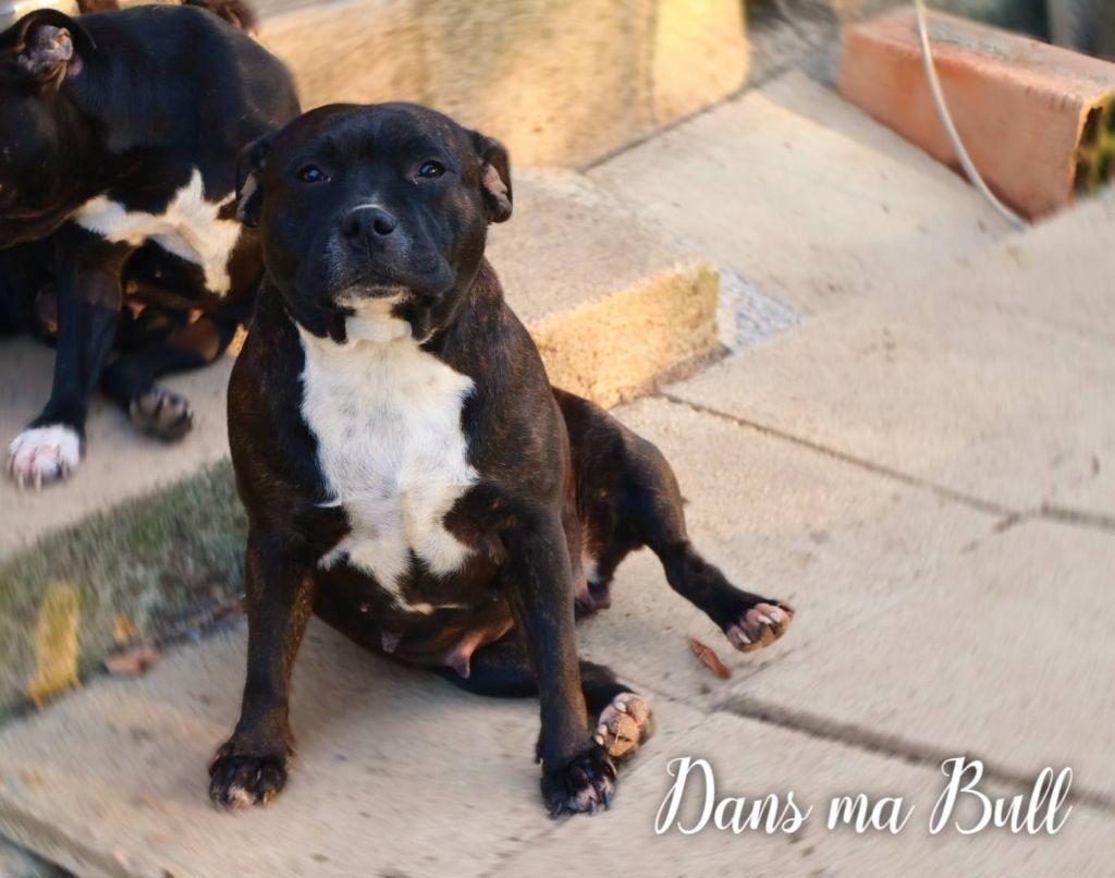 Ténèbre Dans Ma Bull