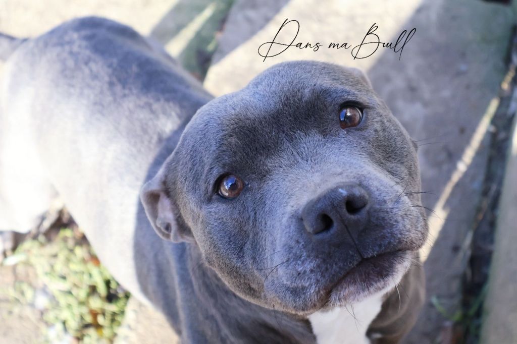 Unicorn Dans Ma Bull