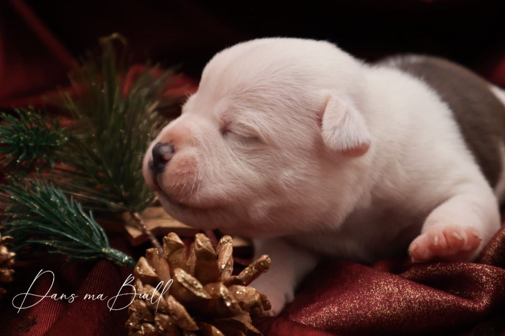 Dans Ma Bull - Chiots disponibles - Staffordshire Bull Terrier