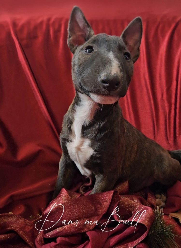 Dans Ma Bull - Chiots disponibles - Bull Terrier Miniature