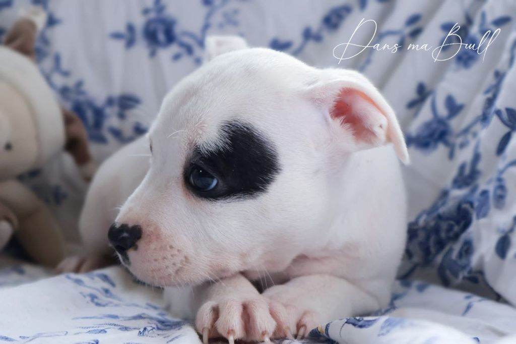 Dans Ma Bull - Chiots disponibles - Staffordshire Bull Terrier
